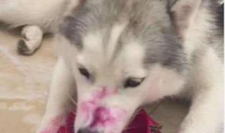 阿拉斯加幼犬能吃火龙果吗